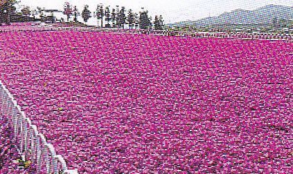 八王子山公園の芝桜 遊ぶ 和む 愛でる 味わう 偲ぶ 巡る 訪ねる 識る